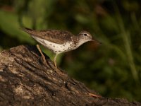 07-31-10-Sassafras-2857