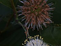 07-4-10-Triadelphia-1871