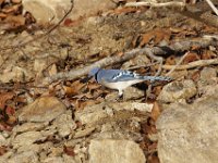 11-13-10-Rocky Gorge-7289