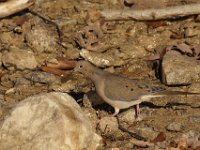 11-13-10-Rocky Gorge-7293