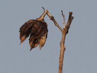 03-20-11-Mattawoman-8866