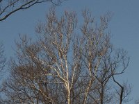 03-20-11-Mattawoman-8880
