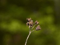05-07-11-Mattawoman-0191