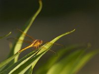 05-30-11-Nanjemoy-0937