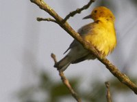 06-18-11-Mattawoman-1835