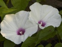 07-04-11-Triadelphia Lake-3455