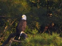07-16-11-Skipton Creek-3965