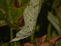 07-16-11-Skipton Creek-4047