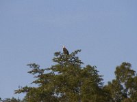 07-16-11-Skipton Creek-4059
