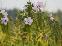 07-30-11-Mattawoman-6813