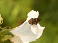07-30-11-Mattawoman-6945