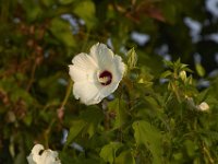 07-30-11-Mattawoman-6954