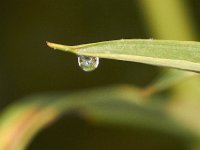 07-30-11-Mattawoman-7001