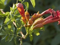 07-30-11-Mattawoman-7049