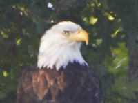 07-30-11-Mattawoman-7136
