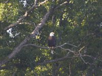 07-30-11-Mattawoman-7137