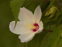 08-13-11-Mattawoman-7454