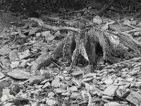 08-21-11-Rocky Gorge-8029