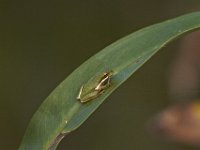 09-04-11-Nanjemoy-8572