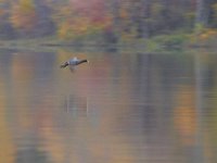 10-22-11-Little Seneca Lake-0599