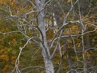 10-22-11-Little Seneca Lake-0767