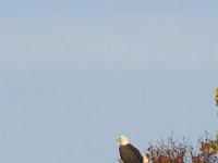 10-23-11-St Marys Lake-0927