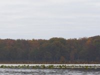 11-06-11-Mattawoman-1744