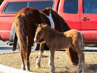11-12-11-Assateague-2157