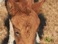 11-12-11-Assateague-2179