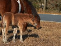 11-12-11-Assateague-2185