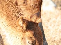 11-12-11-Assateague-2200