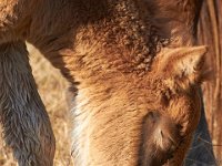 11-12-11-Assateague-2202
