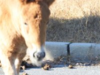 11-12-11-Assateague-2209