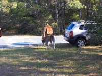 11-12-11-Assateague-2222