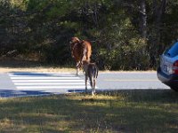 11-12-11-Assateague-2225