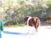 11-12-11-Assateague-2233