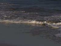 11-12-11-Assateague-2361