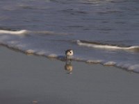 11-12-11-Assateague-2363
