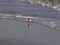 11-12-11-Assateague-2364