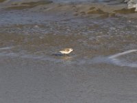 11-12-11-Assateague-2367