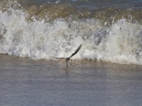 11-12-11-Assateague-2370