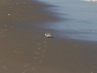 11-12-11-Assateague-2388