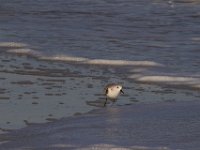 11-12-11-Assateague-2390