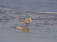 11-12-11-Assateague-2395