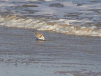 11-12-11-Assateague-2399