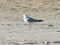 11-12-11-Assateague-2423
