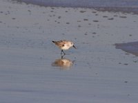 11-12-11-Assateague-2430