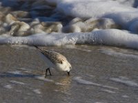 11-12-11-Assateague-2436