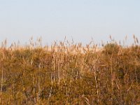 11-12-11-Assateague-2466
