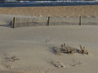 11-12-11-Assateague-2478